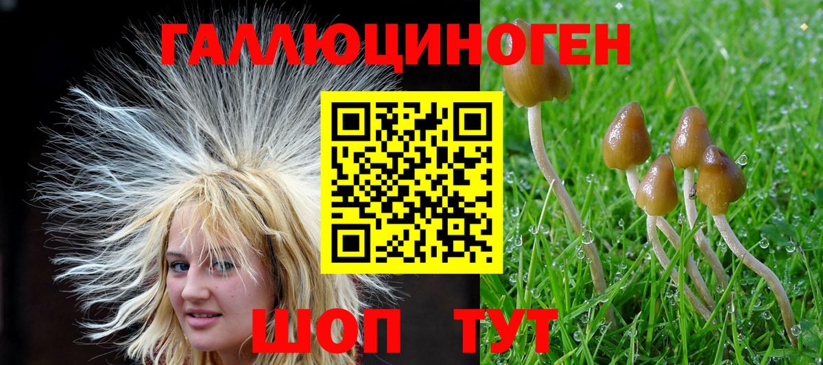 Казань  Псилоцибиновые грибы Psilocybine cubensis  Вход с VPN 